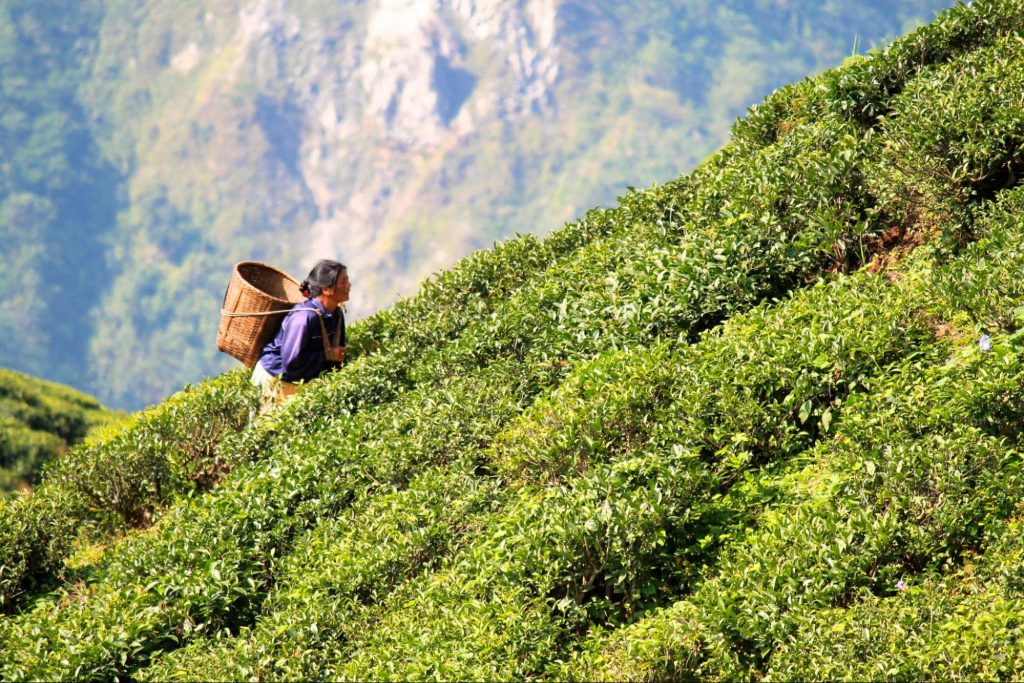 Khám phá tinh túy trà đen (Black tea)