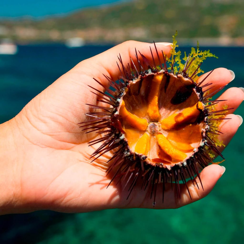 Nhum Biển - Vẻ Đẹp Của Nguyên Liệu Bản Địa