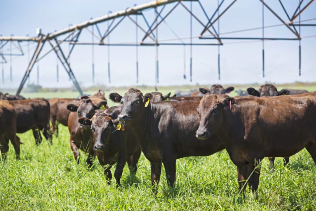 Những điều cần biết về Okan Pardoo Wagyu trứ danh nước Úc