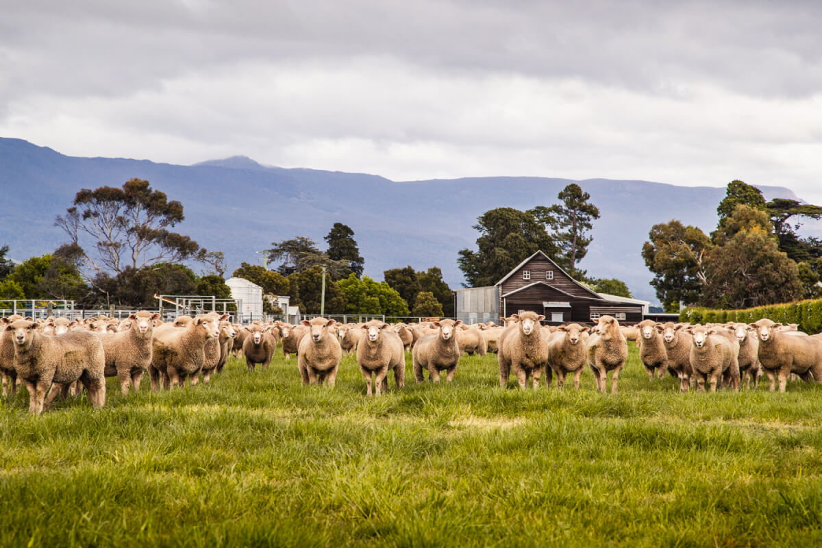 Sườn cừu Tasmania - Bảo vật từ đảo Tasmania