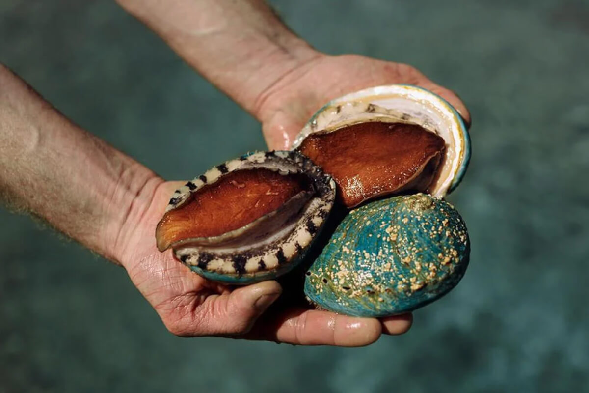 Bào ngư Jade Tiger - "Viên ngọc bích" quý báu từ biển Nam Úc