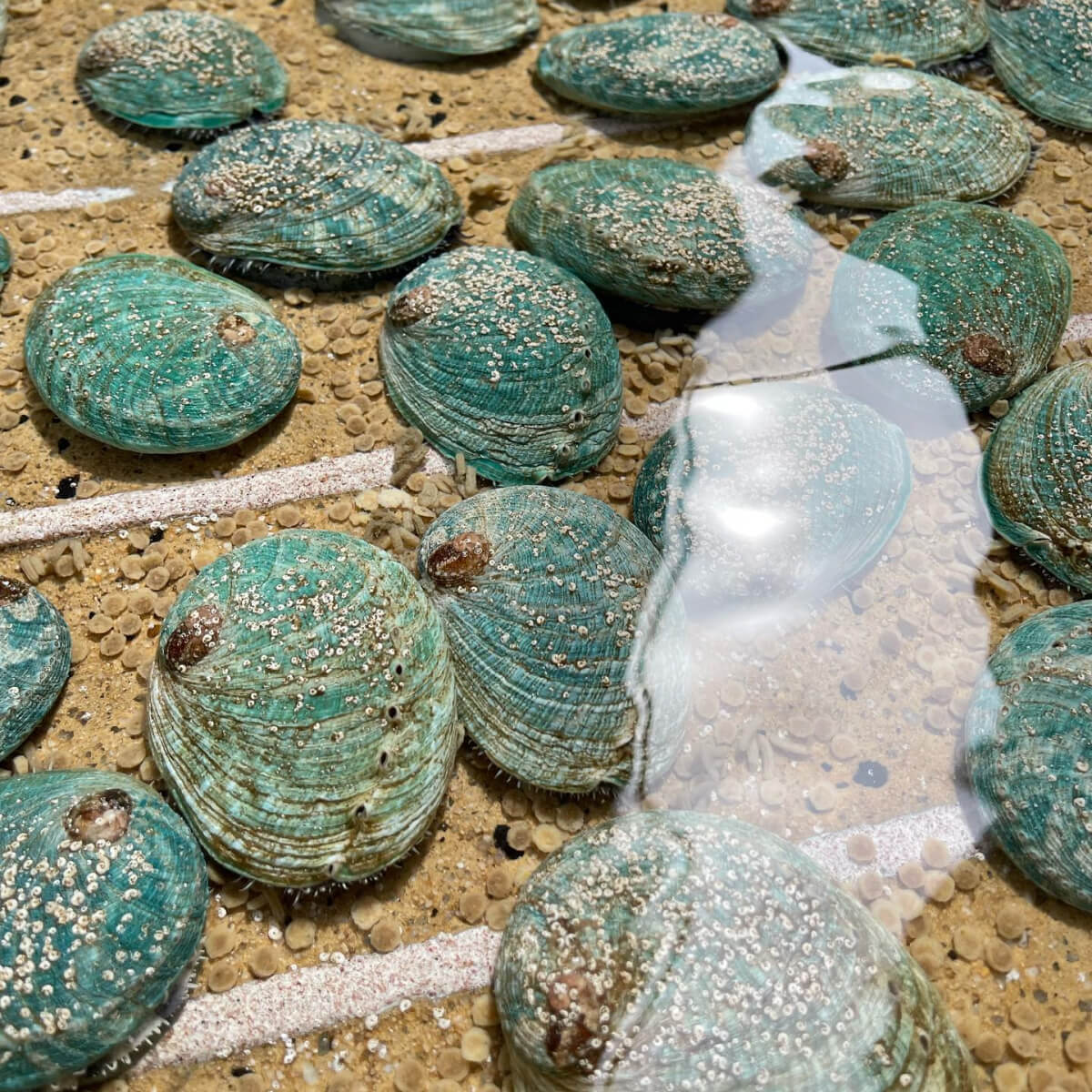 Bào ngư Jade Tiger - "Viên ngọc bích" quý báu từ biển Nam Úc