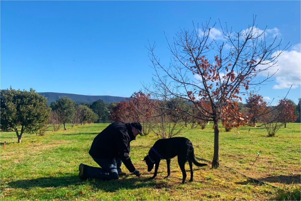 Nấm Truffle Périgord - “Viên kim cương đen” của ẩm thực Pháp