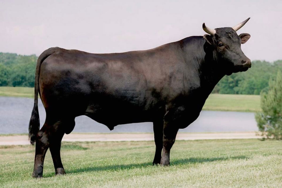 Thưởng thức steak bò Wagyu chất lượng tại GU